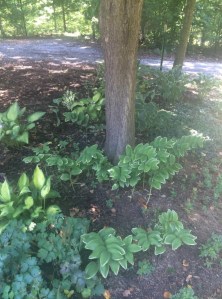 Solomon's Seal Garden